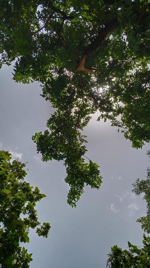 Delhi School of Economics, University of Delhi Campus Photos photo 19